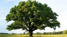 Data Structures 7/7: Binary Search Trees