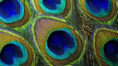 Analyzing Algorithms 4/6: Common Patterns of Growth